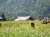 Fields behind the chalet. La Bergerie's roof visible